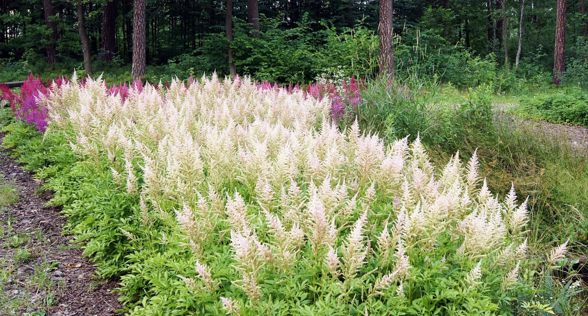 Ogród Botaniczny Arboretum Leśne przy Ośrodku Edukacji Ekologicznej Lasy Janowskie. Fot. Paweł Wójcik