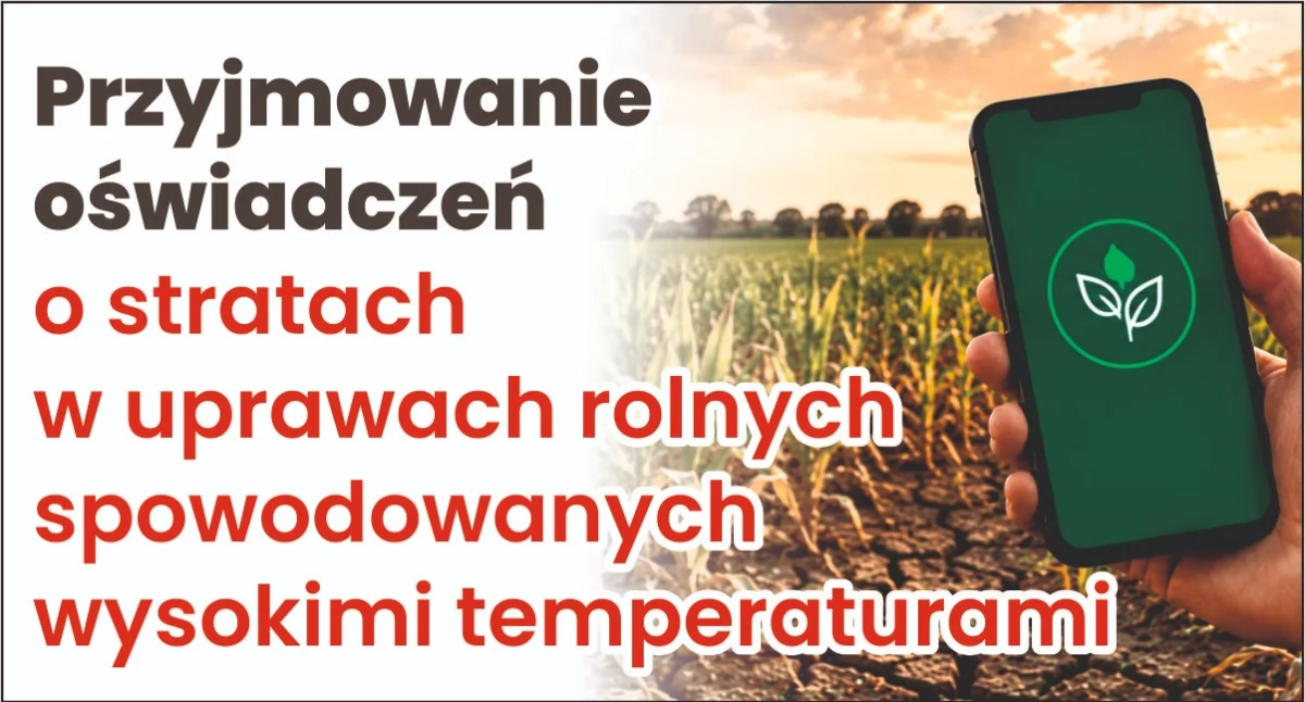 Rolnictwo, Dziś termin składania oświadczeń stratach uprawach spowodowanych upałami - zdjęcie, fotografia