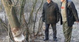 Bobry niszczą 