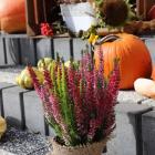 zdjęcie nr 24