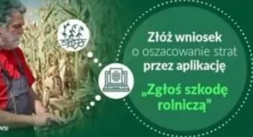 Alarmująca susza niszczy plony! Rolnicy z Kłoczewa mogą już składać wnioski o odszkodowania