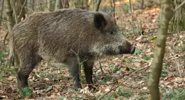 ASF w powiecie ryckim. Stwierdzono ognisko u padłego dzika w gminie Ułęż