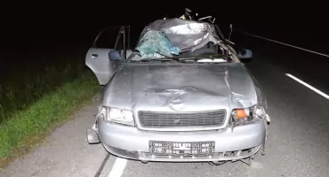 Łoś wyskoczył pod koła. Dwóch młodych mężczyzn trafiło do szpitala